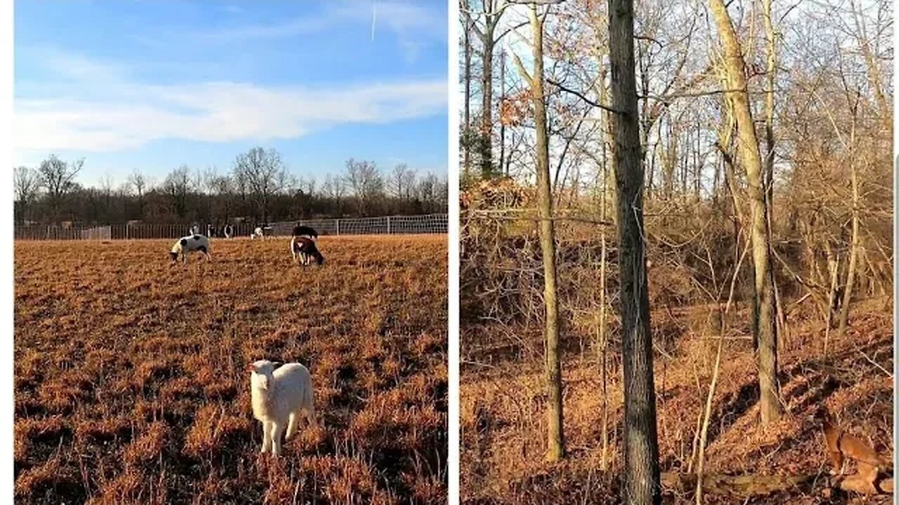 Pasture/Woods Walk. Morning on a Missouri Sheep Ranch. #homesteading #farmer #4k