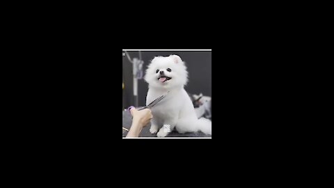 Cute# funny dog video