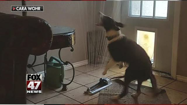 Dog brings sprinkler inside owner's home