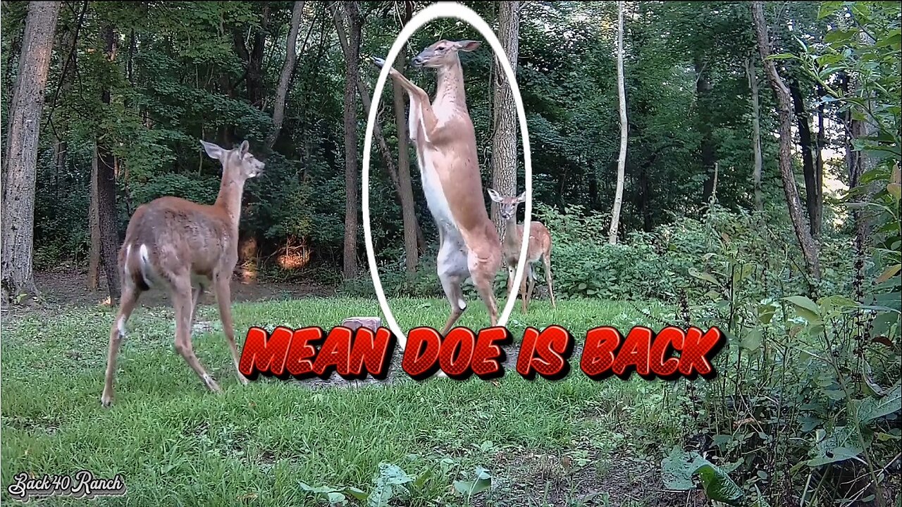 Mean doe is back and crazy as ever!