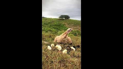 A beautiful bird with chicks in river 😍😍