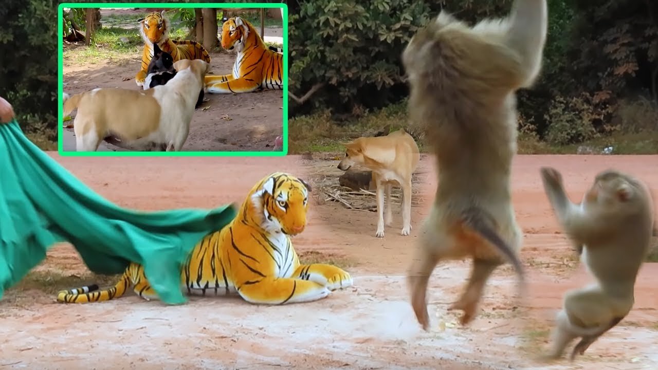 fake tiger prank | Monkey-Dog-Cat