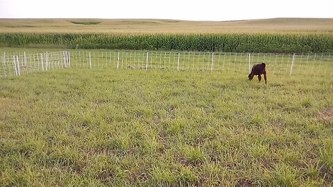 Cows Eatng Grass.