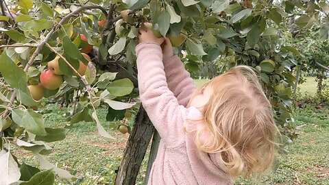 Apple Picking 2024