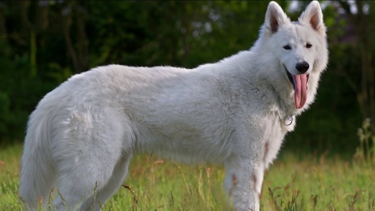 Beautiful Pics and Traits of The Swiss Shepherd Dog!