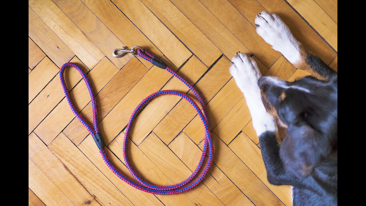 Break off Your Dog's Reactive Behavior + Leash Reactive Dog Training