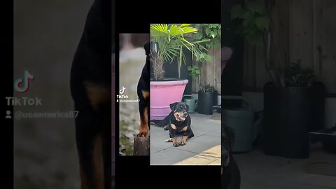 Rottweiler.