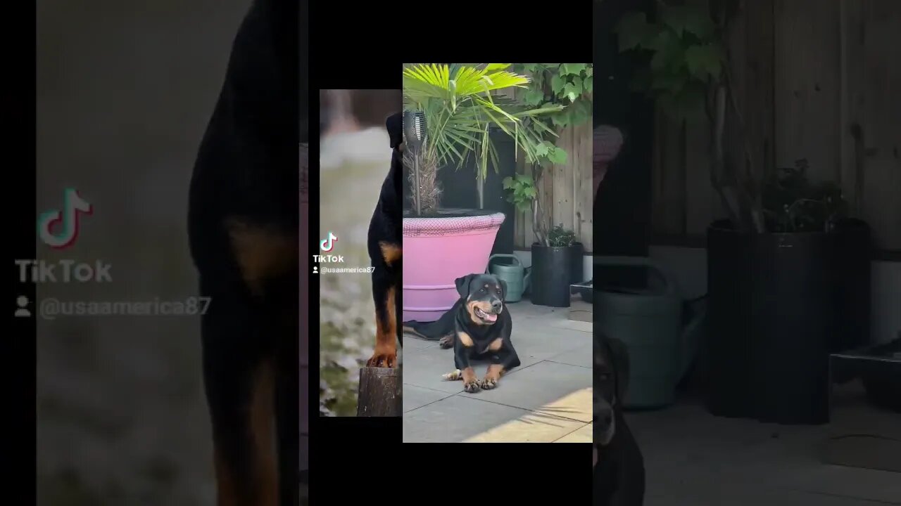 Rottweiler.