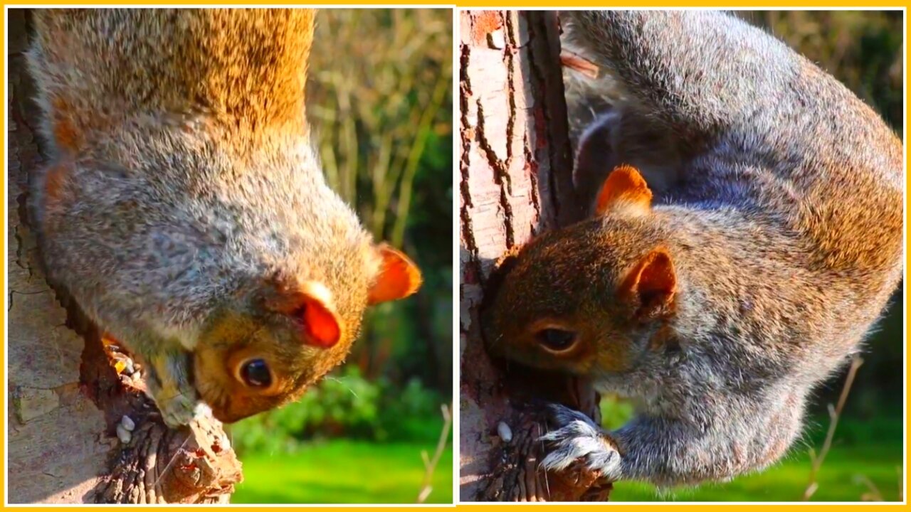 Adorable Squirrel Eating at the Tree