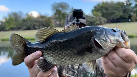 These Fish are STUNNING