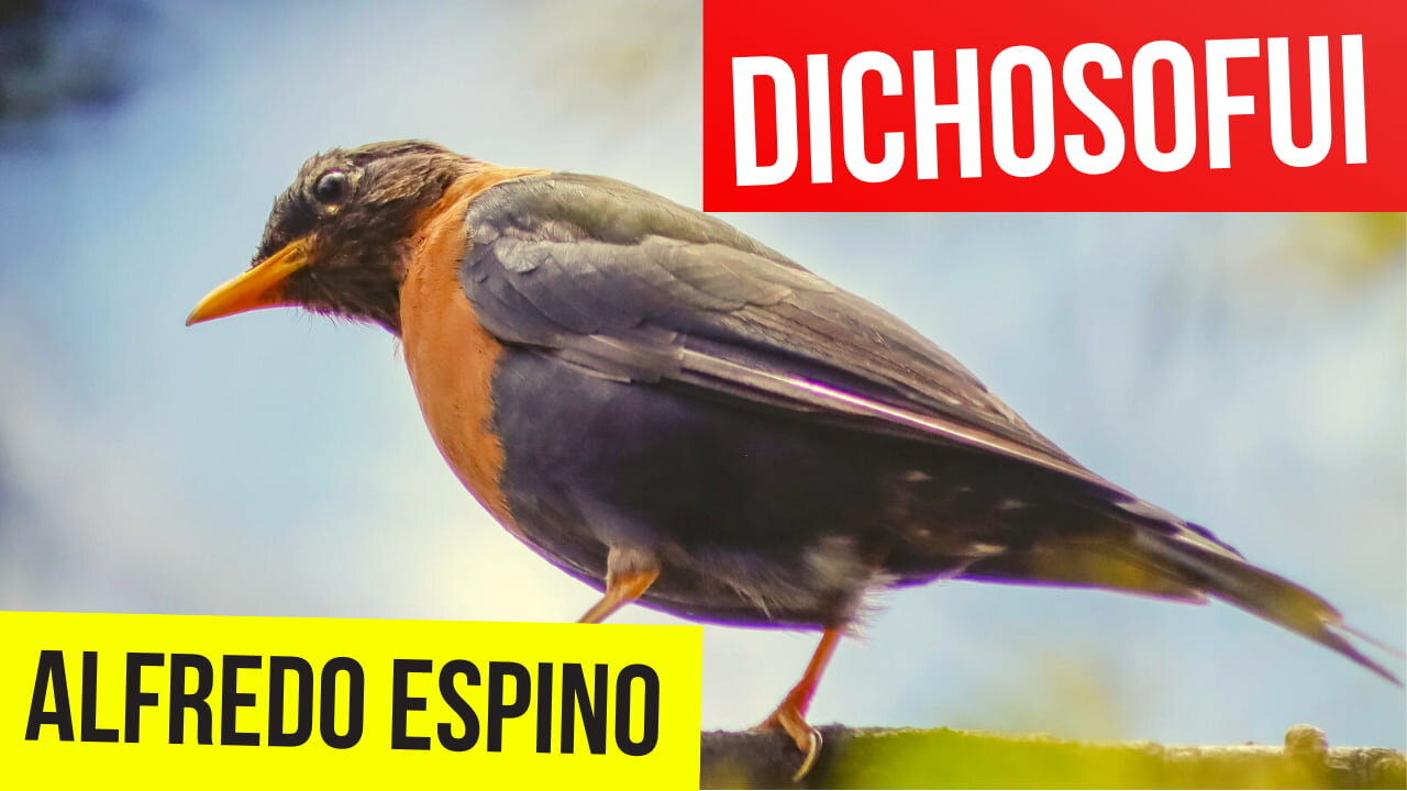 DICHOSOFUI ALFREDO ESPINO 🐦🎶 | Jícaras Tristes Pájaros de Leyenda 🌅 | Alfredo Espino Poemas