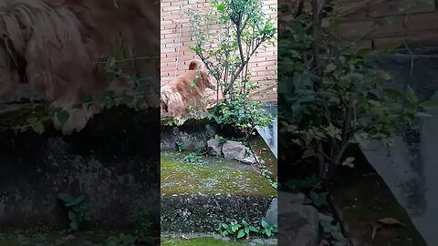 #dogshow , #animals , #dogs , #shorts