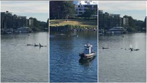 Orche invadono il porto di Victoria in Canada