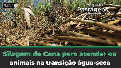 Silagem de Cana para atender os animais na transição água-seca.Tema de hoje de Foco nas Pastagens