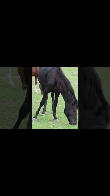 Табун красивых лошадей