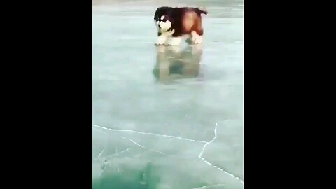 cutenis_puppy_exercise_runnig_🤣🤣🤣