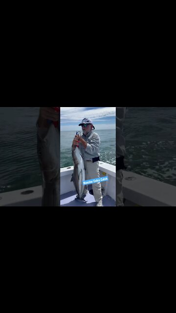 Monster Cobia Catch #Shorts