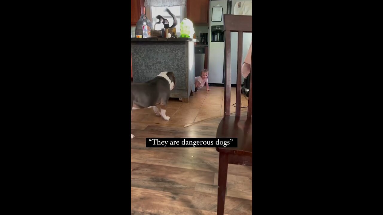 Dogs are love ❤️