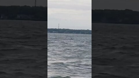 Couple whitetail deer swimming across Lake Erie! pretty neat.