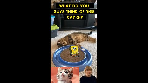 Cute Cat Gif