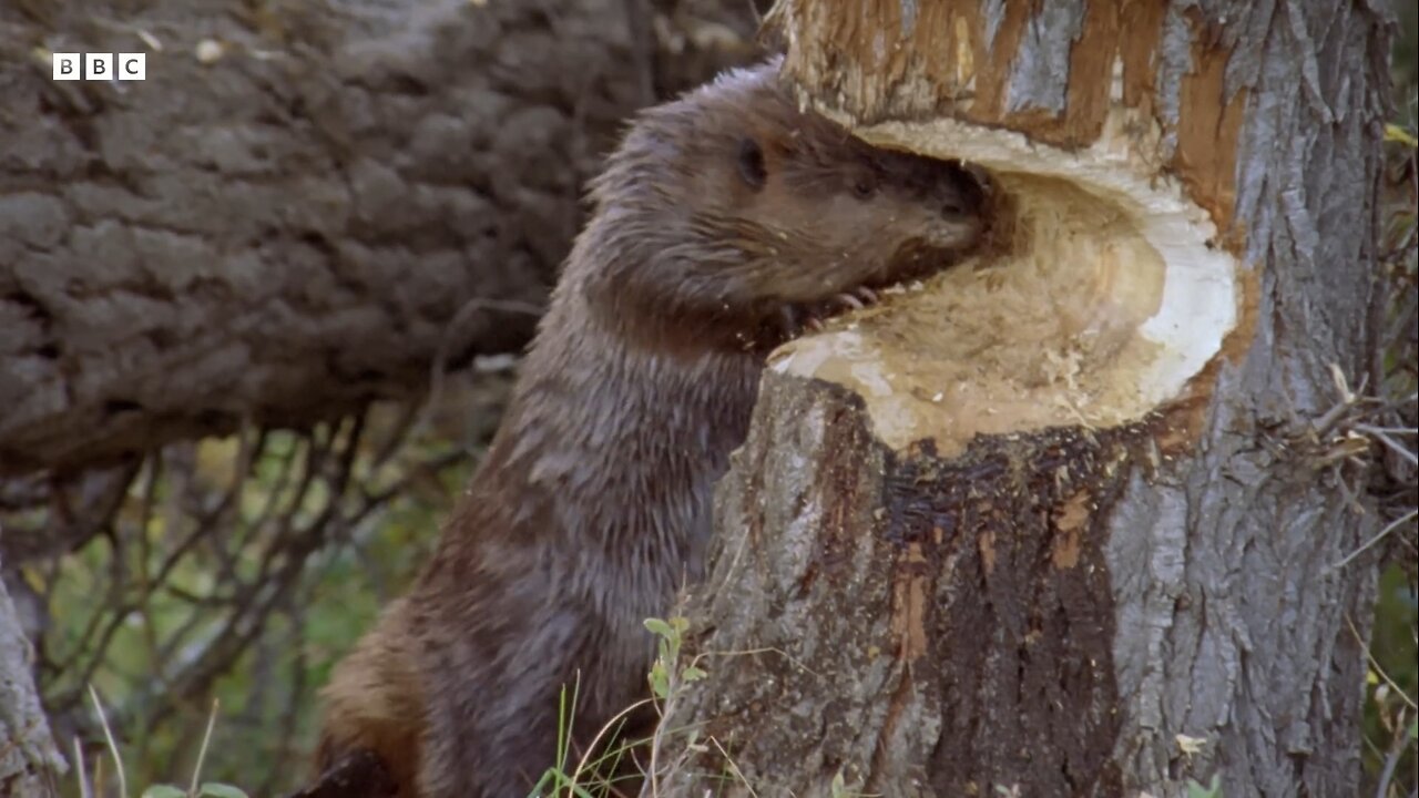 Busy Beavers Build Dam Ahead of Winter | Yellowstone | BBC Earth 🌍🌍 | BBC WILD