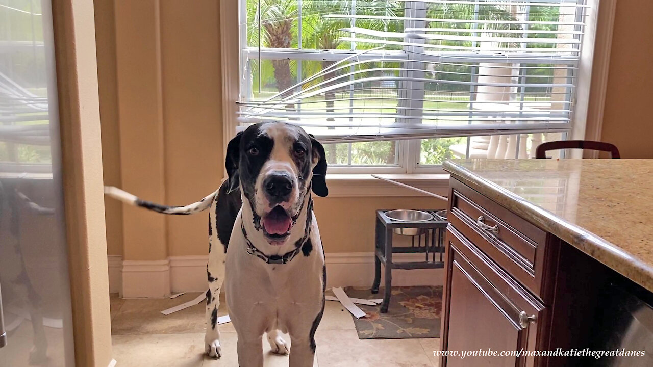 Great Dane's 2nd Arts And Crafts Project Involving The Kitchen Blinds