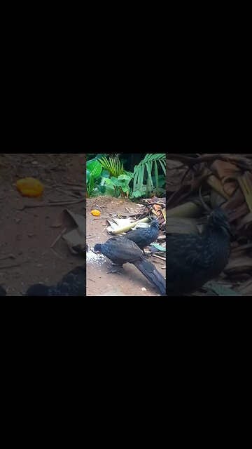 Jacu e seus filhotes com fome em busca de comida