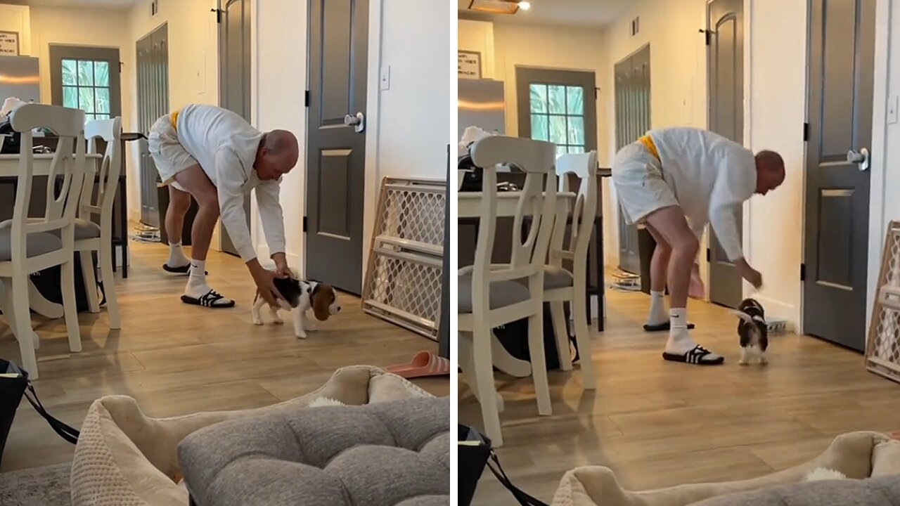 Tenacious Beagle Puppy Is Determined To Go Into The Kitchen