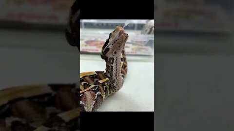 Descover earth || The forest cobra kicks off the list of deadliest snakes #shorts(2)