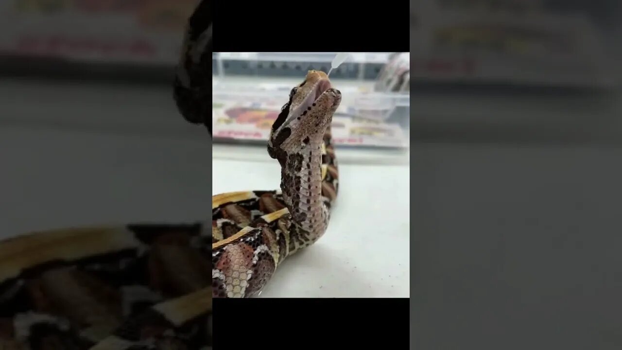 Descover earth || The forest cobra kicks off the list of deadliest snakes #shorts(2)