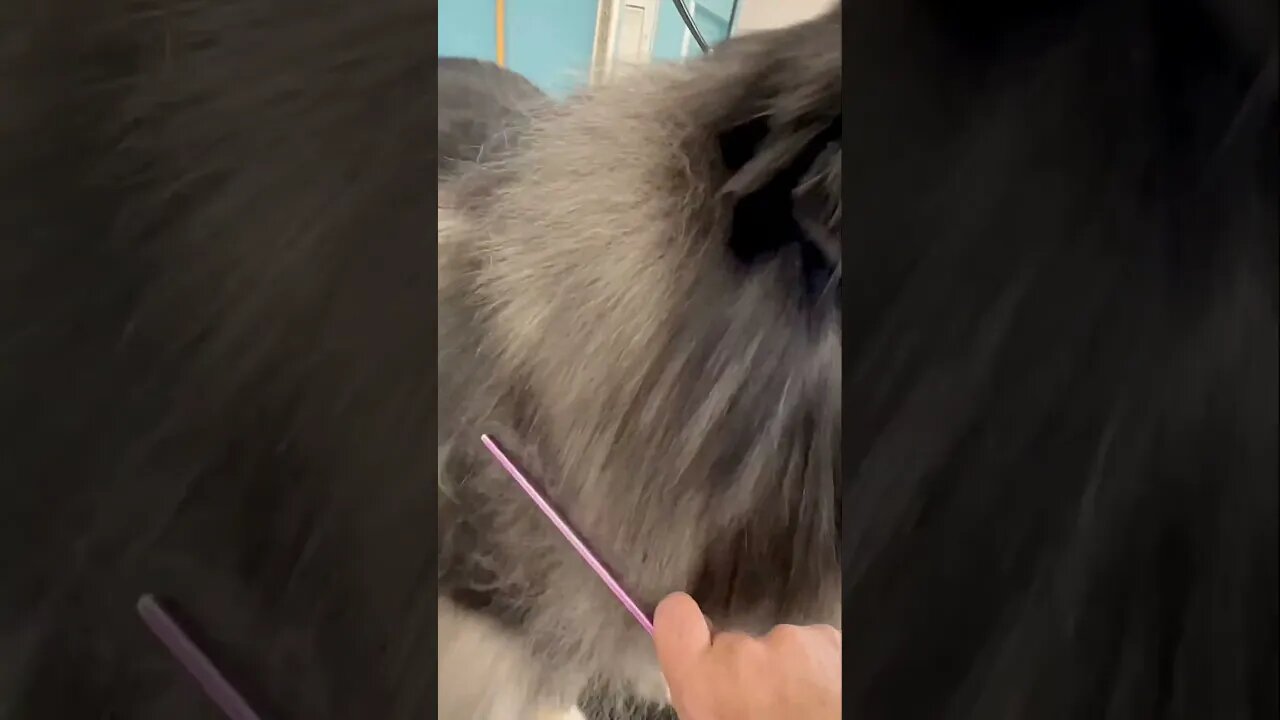 MASSIVE HAIR LOSING KEESHOND | FULL GROOM #grooming #petgrooming