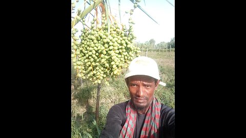 বিদেশি খেজুর বাংলা বোকে