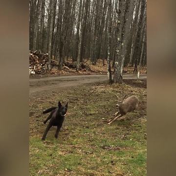 A Dog and Two Deer Play Fetch Together
