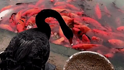 A black swan distributes food to the fish.