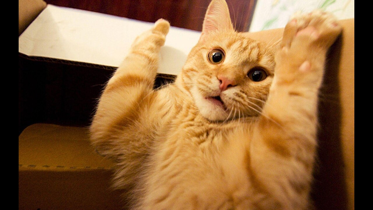 Cute And Funny Pets - Try Not To Laugh omg 😂