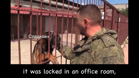 Ukrainian police service dogs were rescued and treated in Mariupol