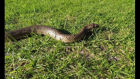 Dugite Venomous Snake (Pseudonaja affinis) #snake #Western Australia