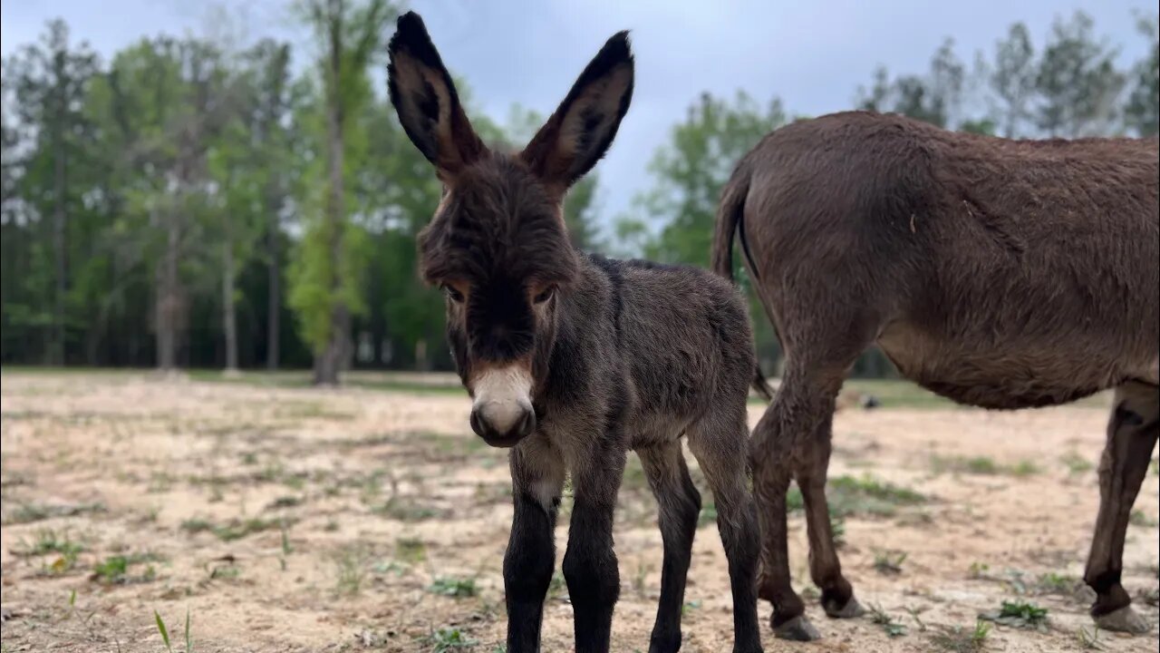 Colt, Our Baby Donkey Has Arrived