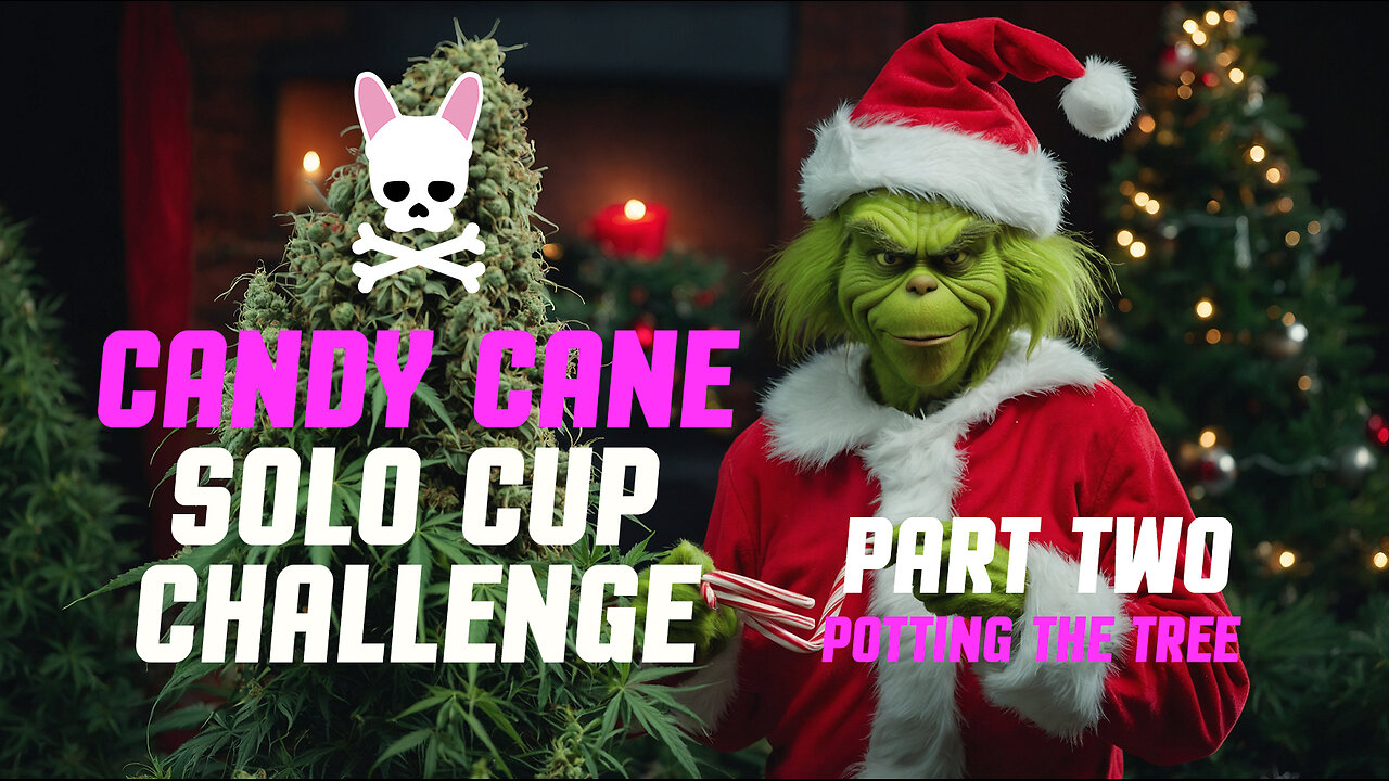 Grow Cup - Solo Cup Challenge - Episode 2 - Candy Cane Auto