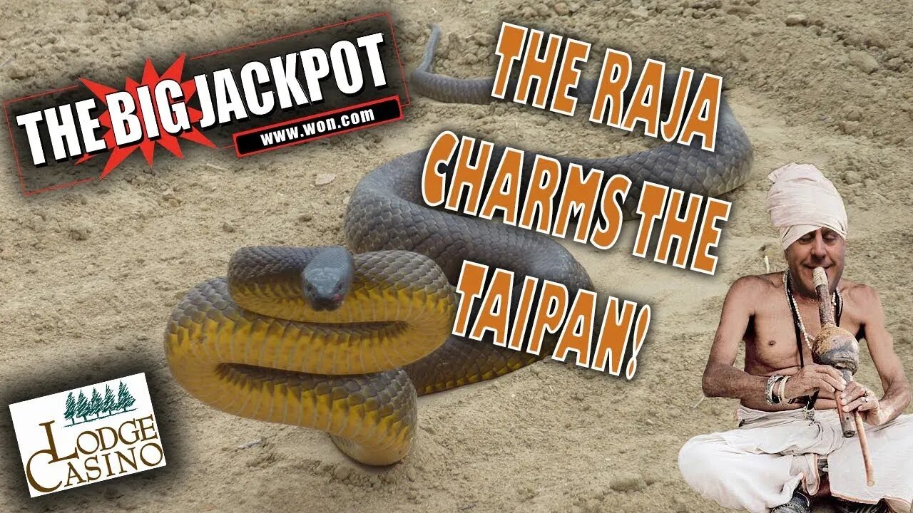 🎰 The Raja Scores A Large Win On Taipan After A Bonus Round With 25 Free Games! 🐍 | Raja Slots