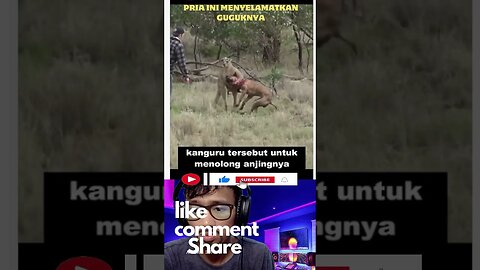 Pria Ini Menyelamatkan Peliharaannya Dari Kanggoro #video #shorts