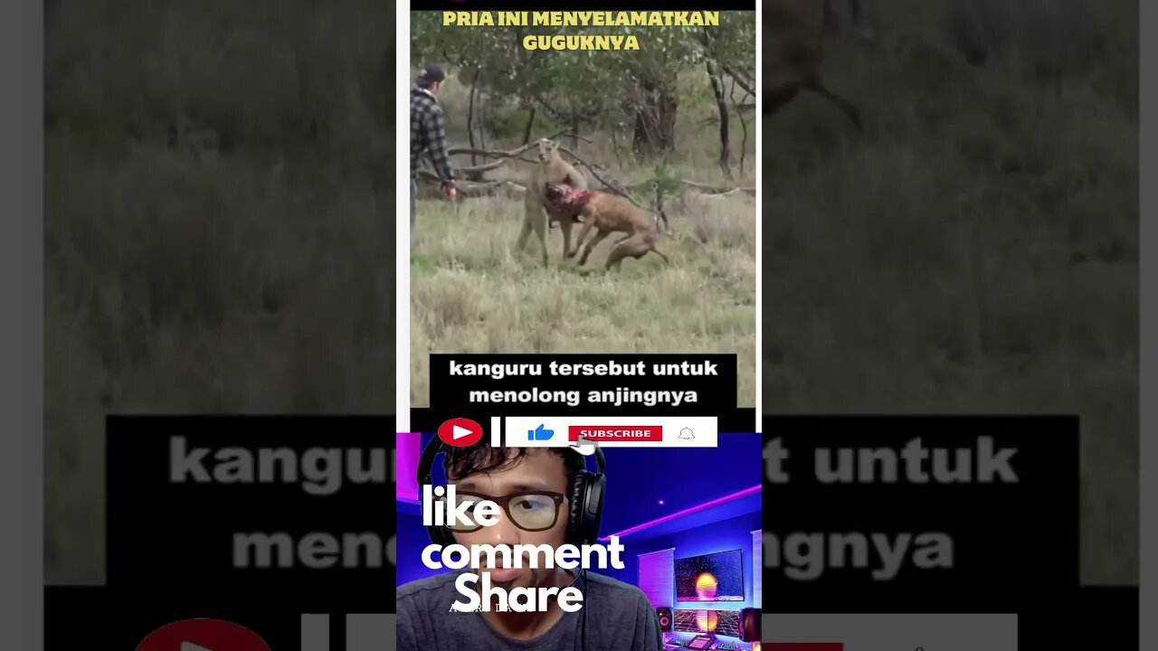 Pria Ini Menyelamatkan Peliharaannya Dari Kanggoro #video #shorts