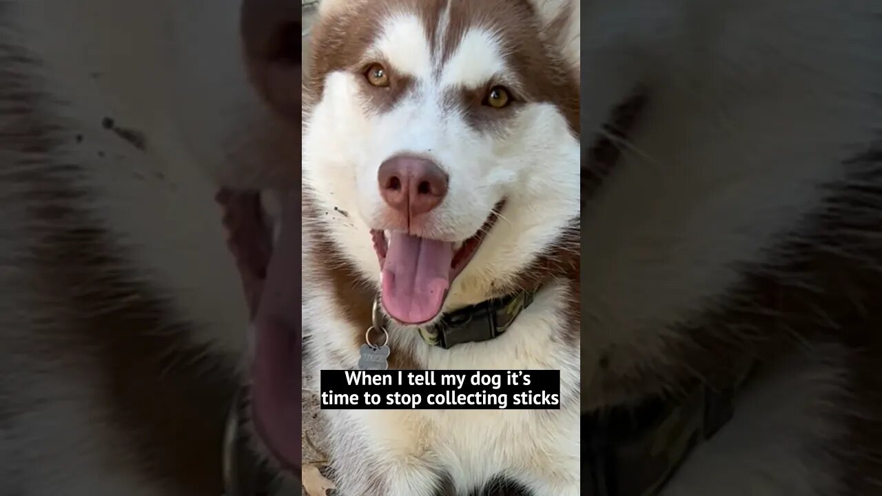 Husky is NEVER done!!