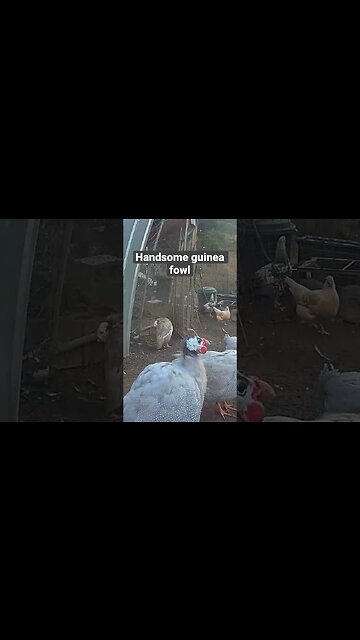 Farm surveillance. Handsome lavender guinea fowl