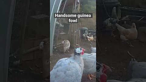 Farm surveillance. Handsome lavender guinea fowl