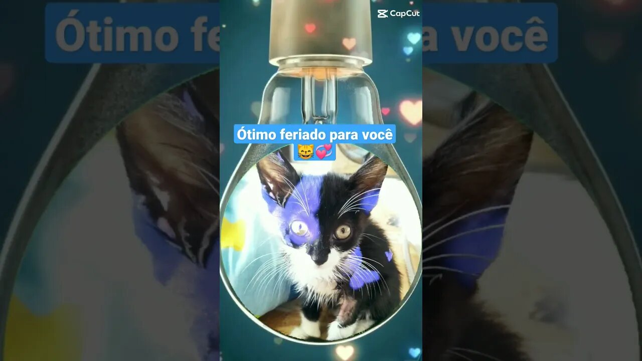 Gato Bartolomeu Tunico 😺