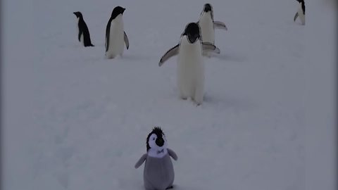 "Real Penguins Are VERY Confused By Fake Penguin"