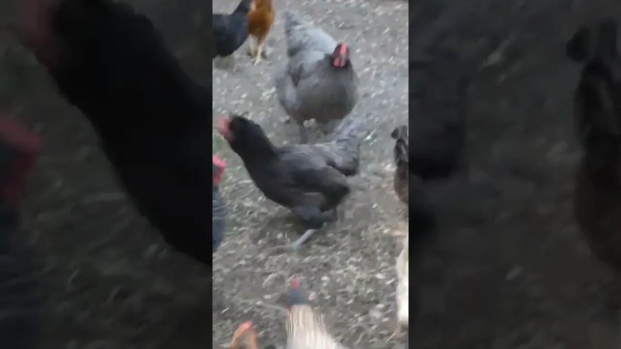 Hen found a tomato worm!