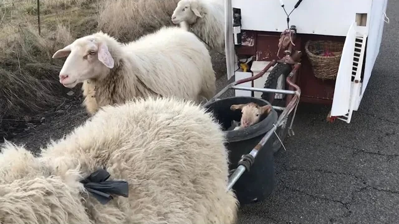 Modern Nomadic Lamb Transporting Methods!?