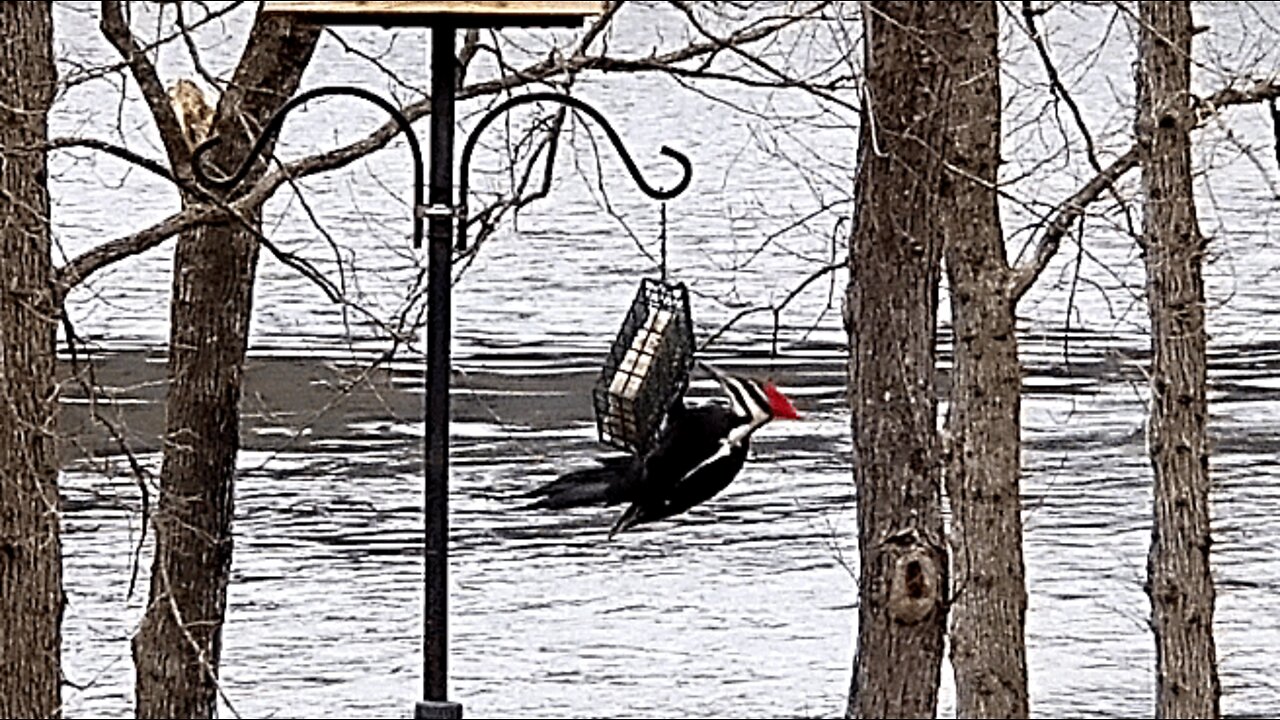 Pete at the feeder